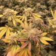 Screenshot (99) – Royal King Seeds