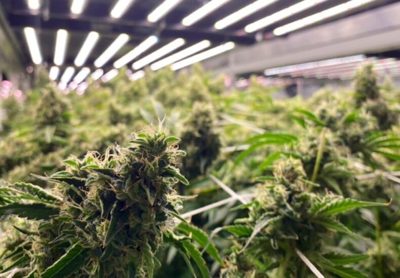 download – Royal King Seeds