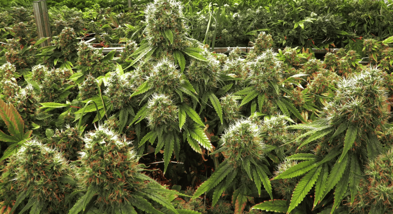 Screenshot (186) – Royal King Seeds