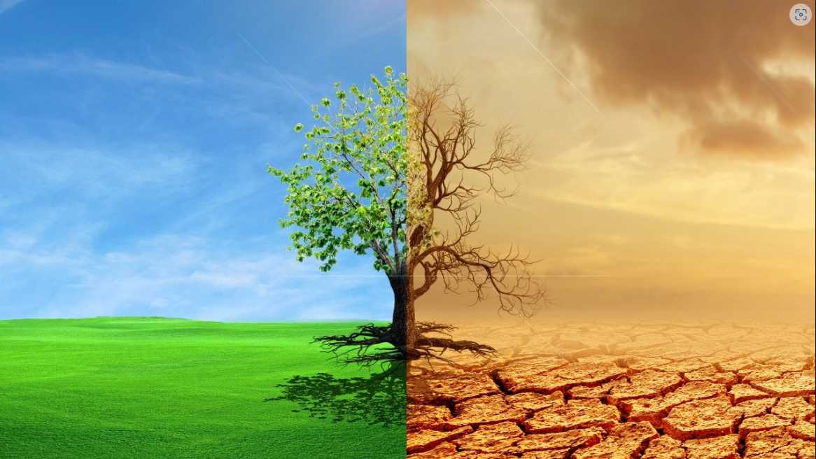 weather changes – Royal King Seeds