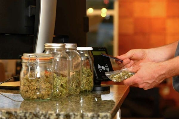 Albany – Royal King Seeds