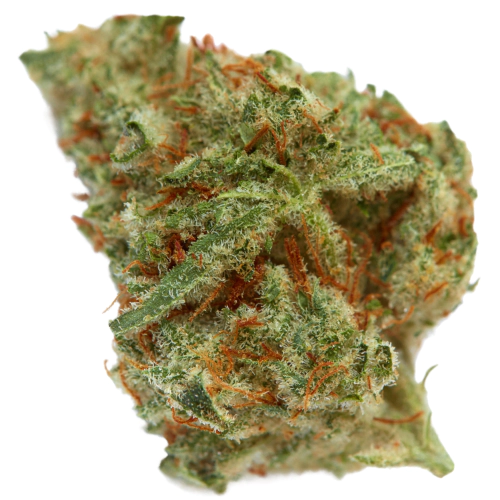 Candy Cane Cannabis Seeds Royal King Seeds Feminized