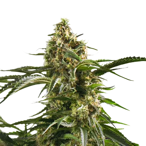 Cherry AK47 Cannabis Seeds Royal King Seeds Feminized