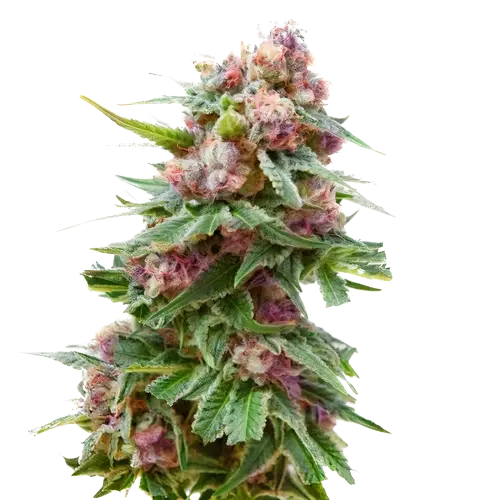 Grapefruit Kush Cannabis Seeds Royal King Seeds Feminized