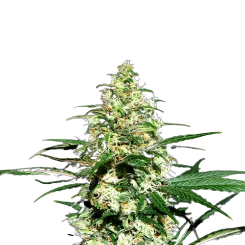 Mint Chocolate Cannabis Seeds Royal King Seeds Feminized & Autoflowering Cannabis Seeds