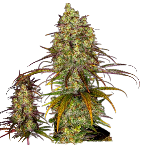 Tangie Dream Book Cannabis Seeds Royal King Seeds Feminized