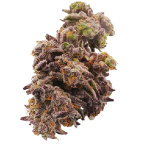 Jack Frost Cannabis Seeds Royal King Seeds Feminized