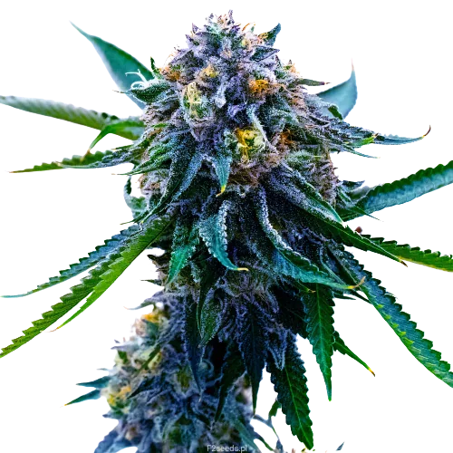 Grape Skunk Cannabis Seeds – Royal King Seeds - Feminized