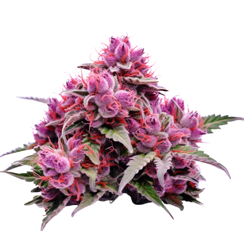 Strawberry Kush Cannabis Seeds Royal King Seeds Feminized