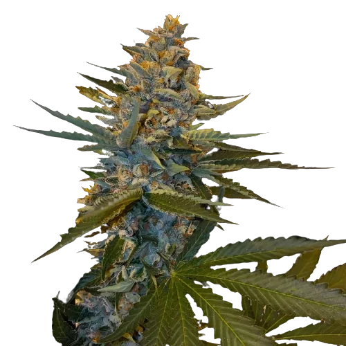 Banana Candy Cannabis Seeds Royal King Seeds Feminized