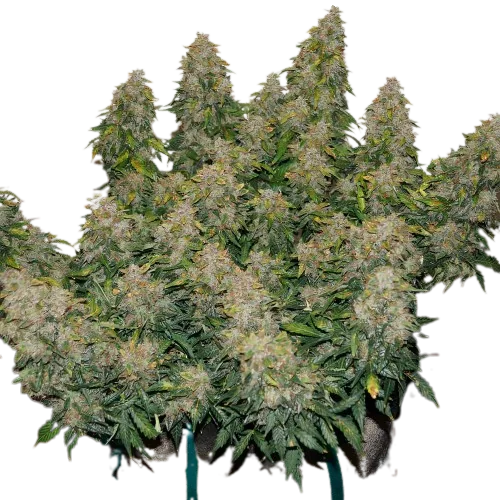 Jack Frost Cannabis Seeds Royal King Seeds Feminized