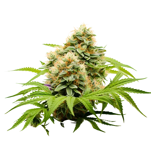 Pineapple Haze Cannabis Seeds Royal King Seeds Feminized