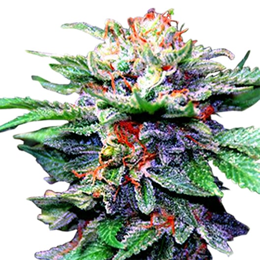 Alpine Blue Strain Cannabis Seeds. Royal King Seeds Feminized
