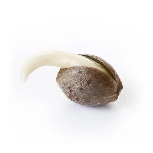 Blue Diamond Strain Cannabis Seeds Royal King Seeds Feminized