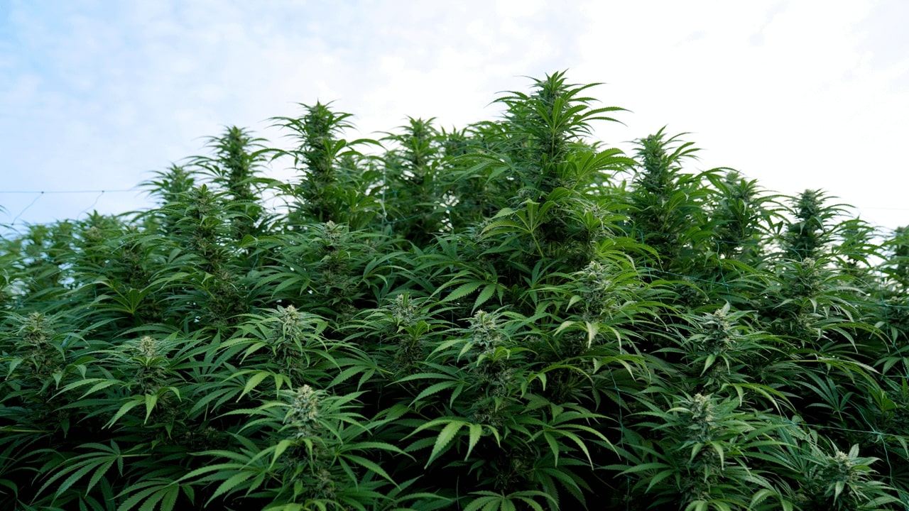 Quickening Outdoor Cannabis Flowering A Guide Royal King Seeds Feminized & Autoflowering