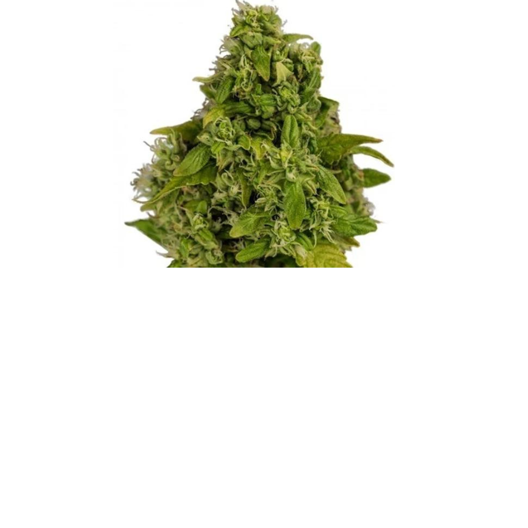 Blue Dynamite Strain Cannabis Seeds Royal King Seeds Feminized