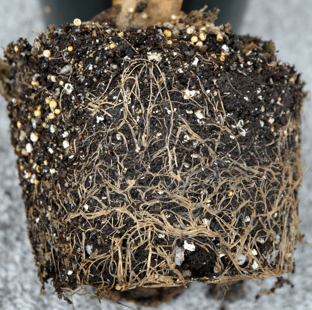 How Much Cannabis Can One Plant Produce? Royal King Seeds Feminized & Autoflowering Cannabis