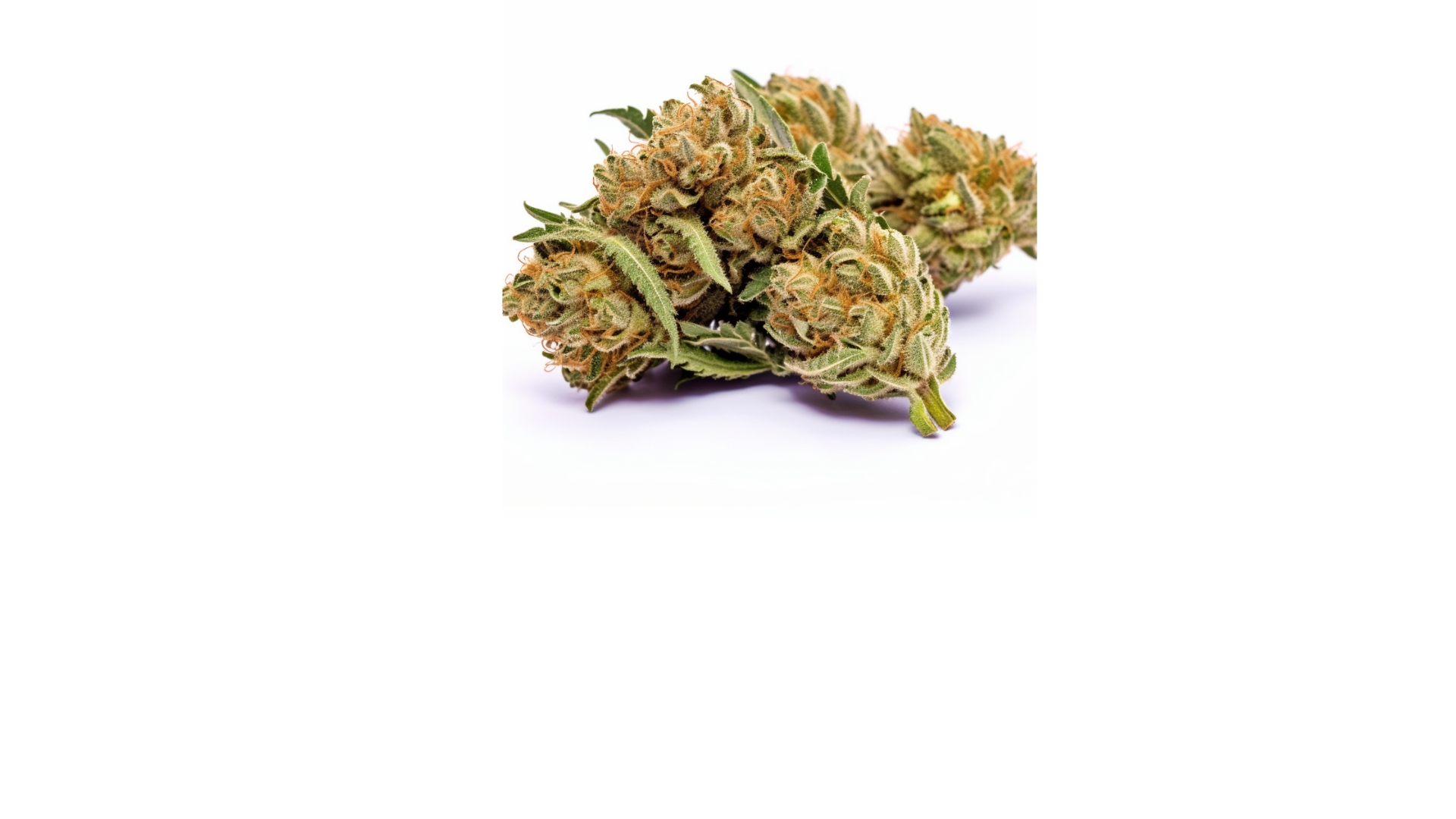 Blue Jay Way Strain Cannabis Seeds Royal King Seeds Feminized