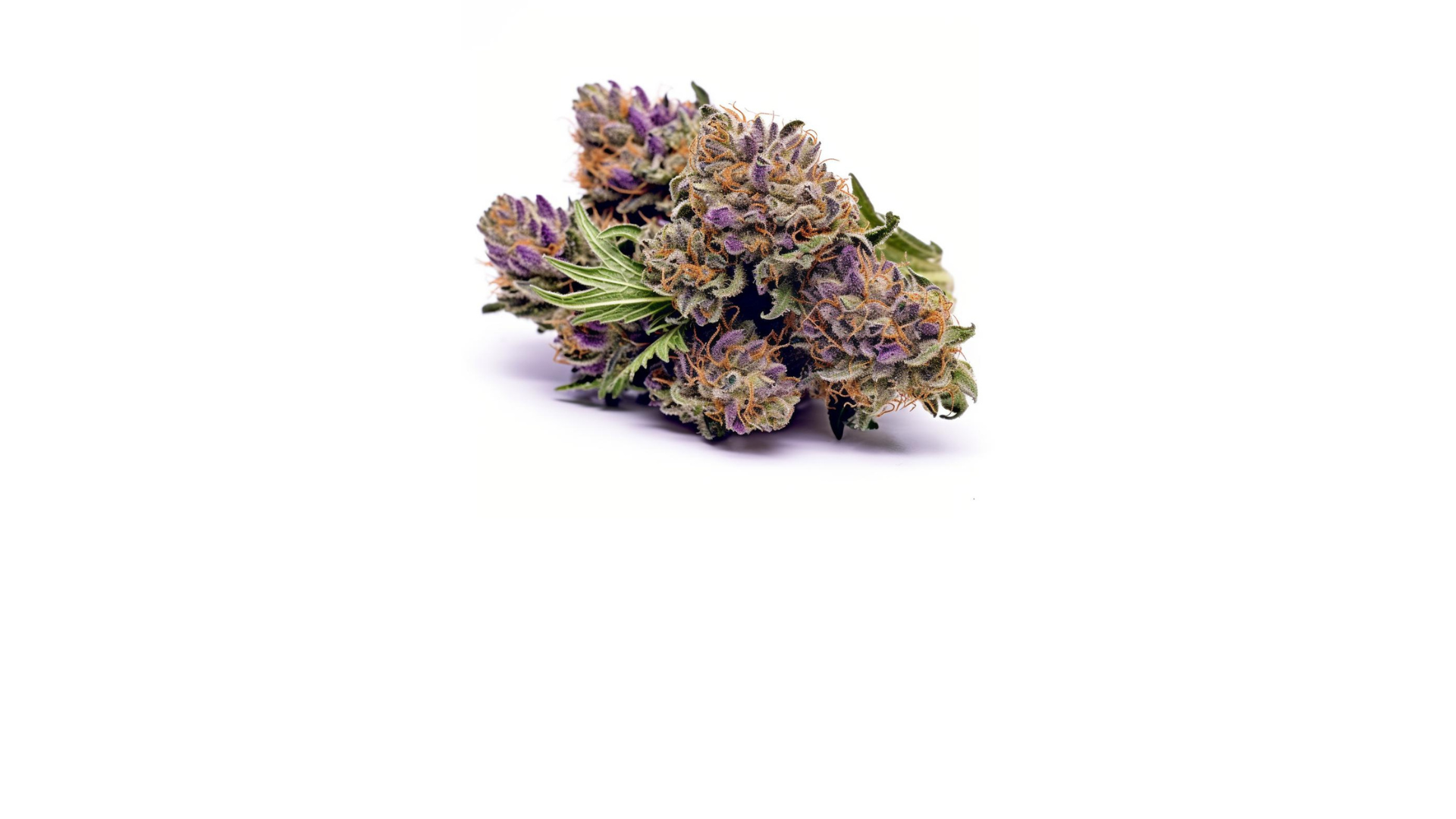 Blueberry Badazz OG Strain Cannabis Seeds Royal King Seeds