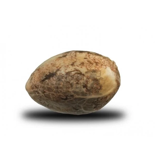 Brand X Strain Cannabis Seeds Royal King Seeds Feminized