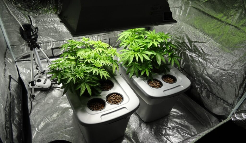 Cultivating Cannabis Using Deep Water Culture (DWC) Royal King Seeds
