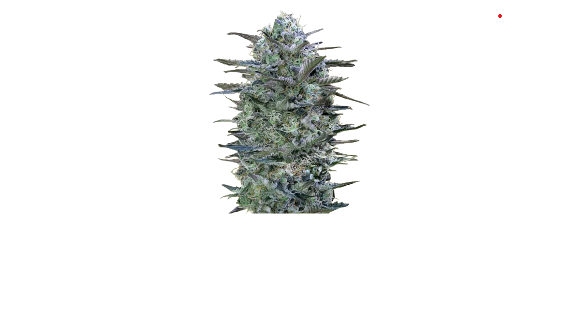 Butterscotch Strain Cannabis Seeds Royal King Seeds Feminized