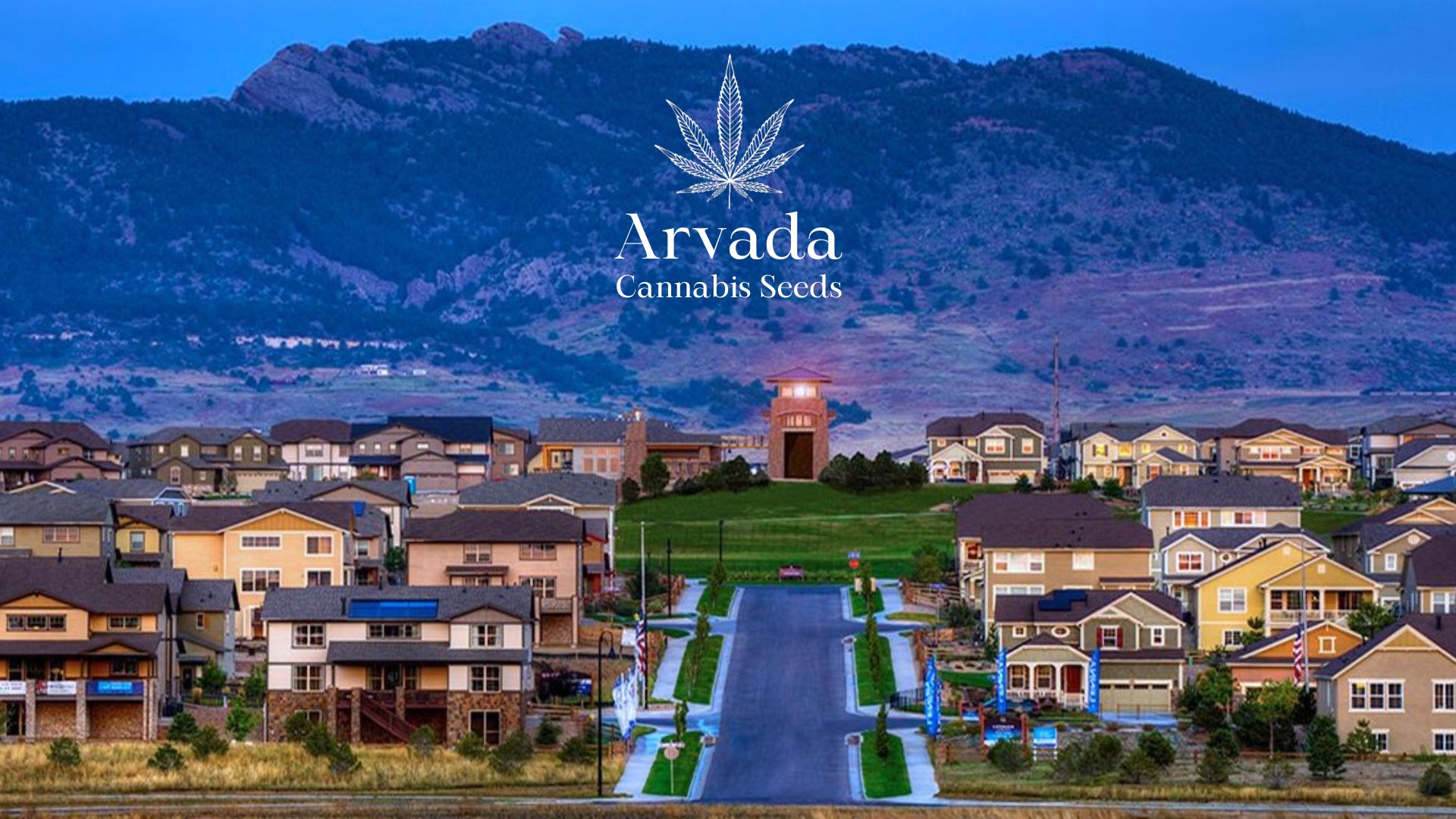 Buy Cannabis Seeds in Arvada, Colorado Royal King Seeds Feminized