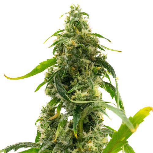 Candyland Peyote Cannabis Seeds Royal King Seeds Feminized