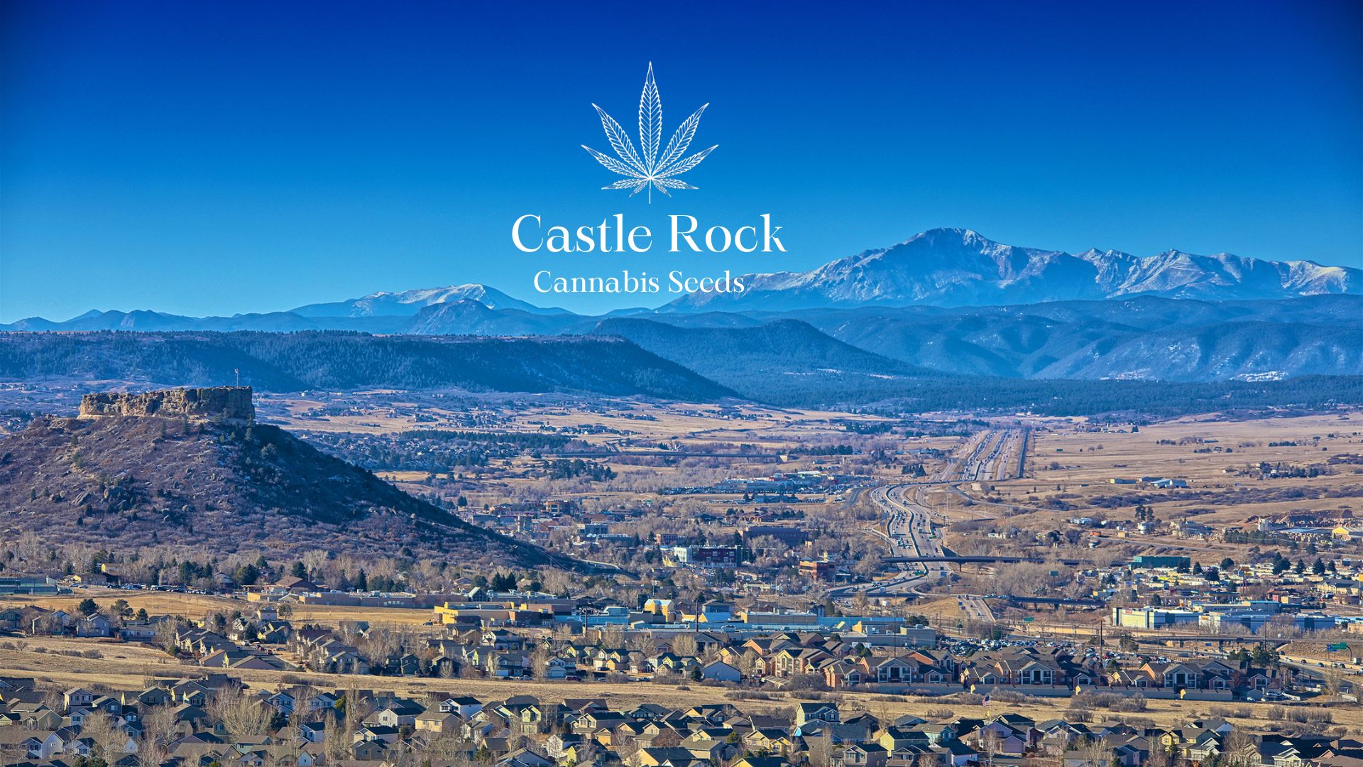 Buy Cannabis Seeds in Castle Rock, Colorado Royal King Seeds