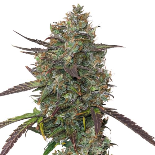 Chocolate Kush Cannabis Seeds Royal King Seeds Feminized & Autoflowering Cannabis Seeds