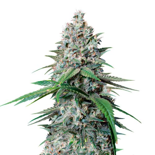 Cookies Gelato Cannabis Seeds Royal King Seeds Feminized