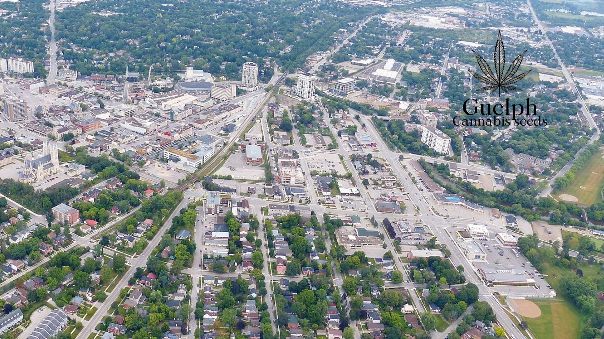 Buy Cannabis Seeds in Guelph, Ontario Royal King Seeds Feminized