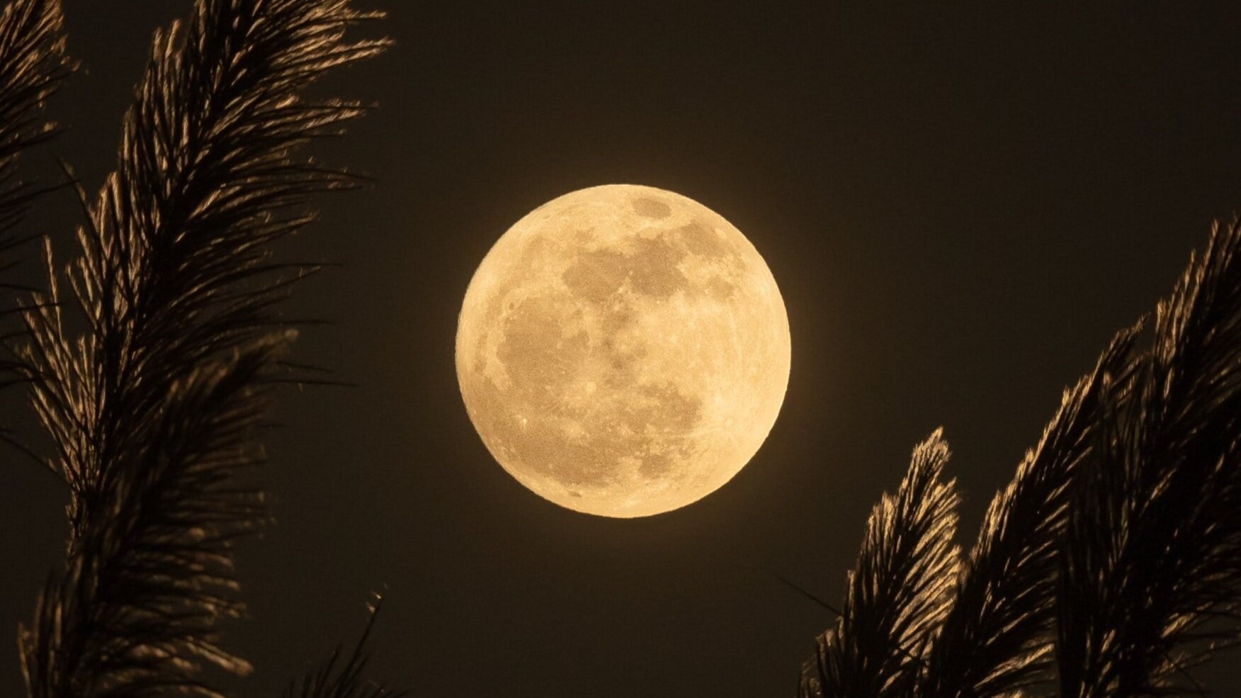 How To Grow Cannabis by the Moon Cycle in 2024 Royal King Seeds