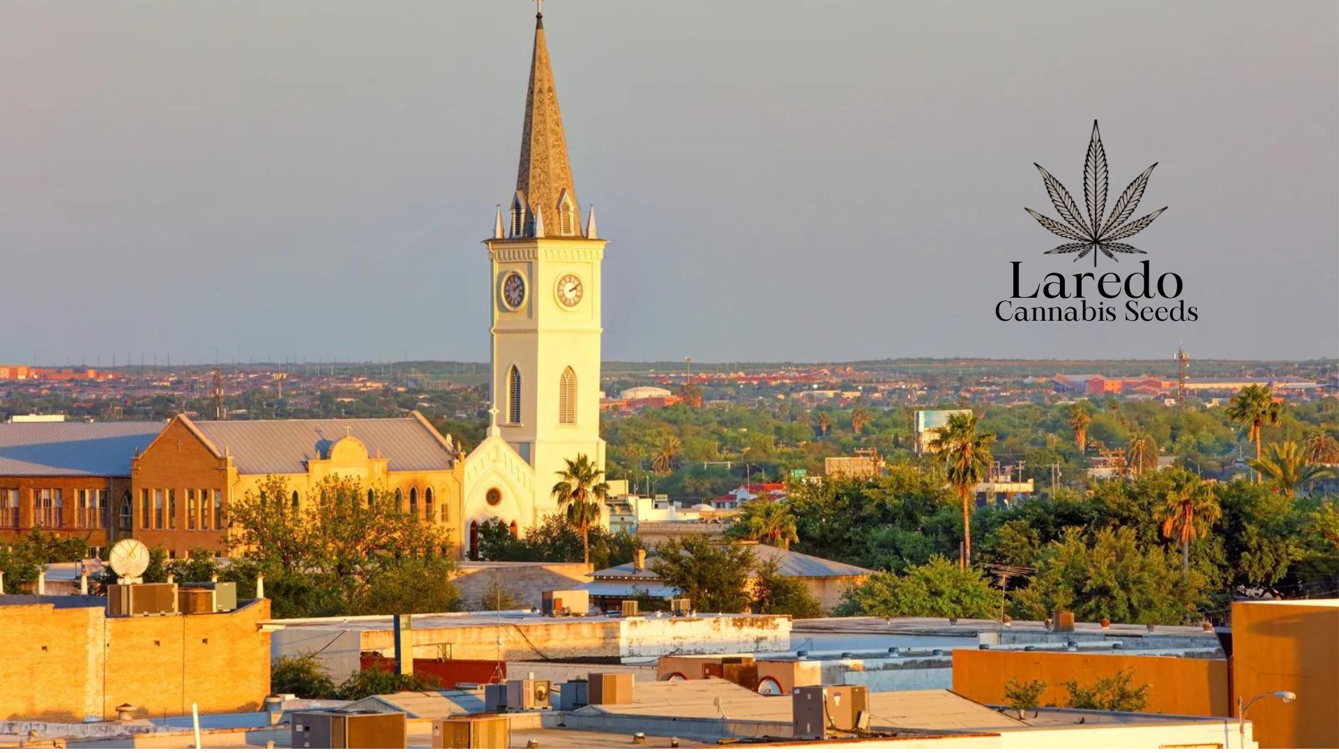 Buy Cannabis Seeds in Laredo, Texas Royal King Seeds Feminized