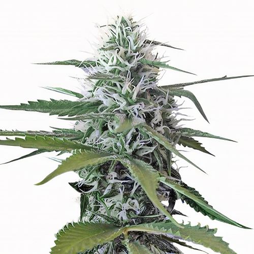 Painkiller XL Cannabis Seeds Royal King Seeds Feminized