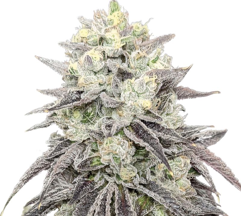 Pakistani Chitral Kush Cannabis Seeds Royal King Seeds Feminized