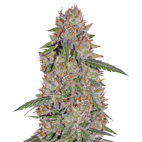Pineapple Express Cannabis Seeds Royal King Seeds Feminized