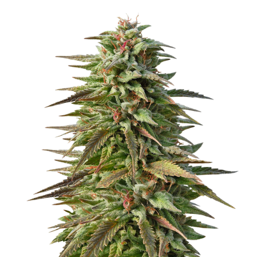 Pineapple Kush Cannabis Seeds Royal King Seeds Feminized