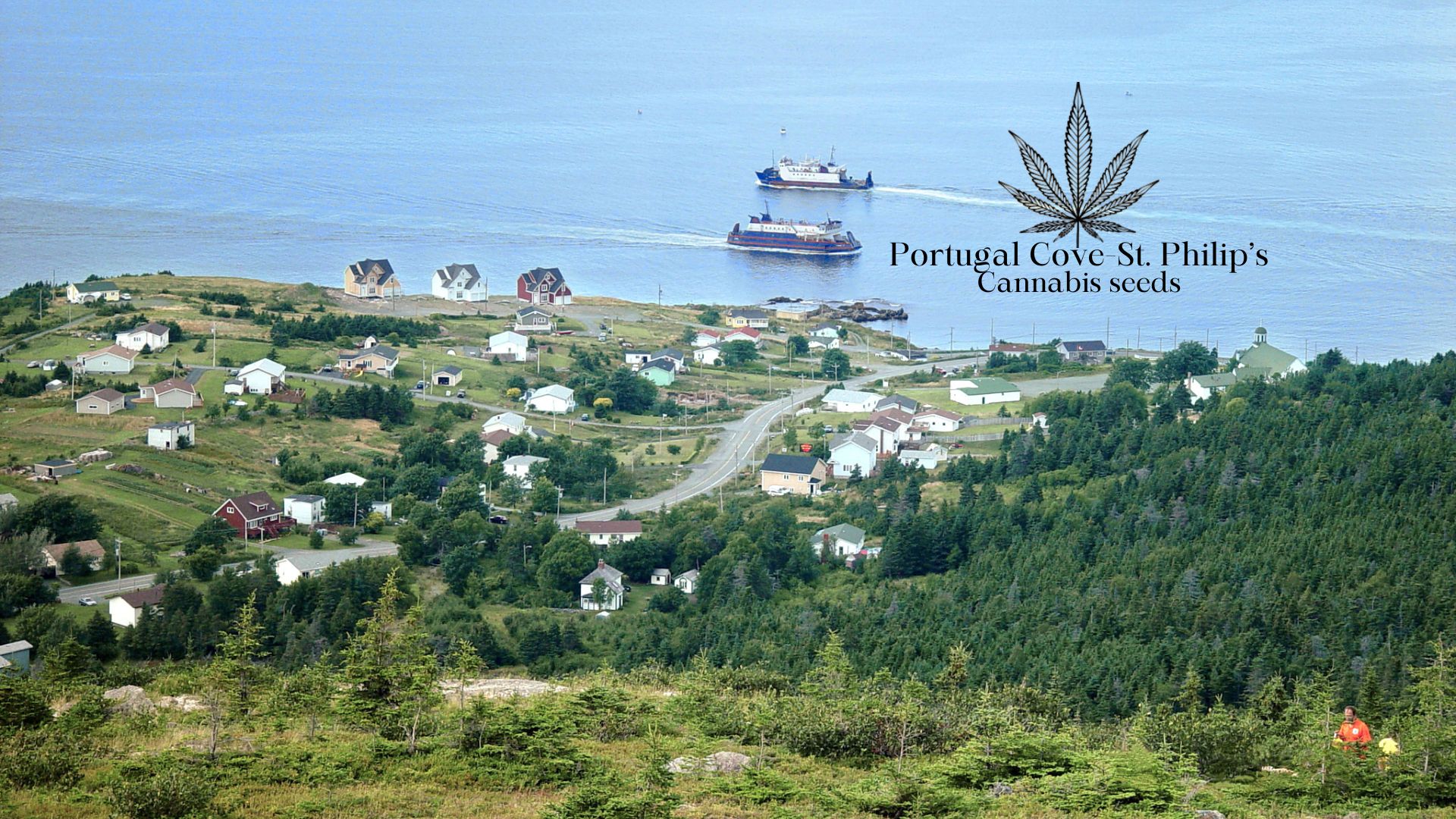 Buy Cannabis Seeds in Portugal CoveSt. Philips, Newfoundland and Labrador Royal King Seeds