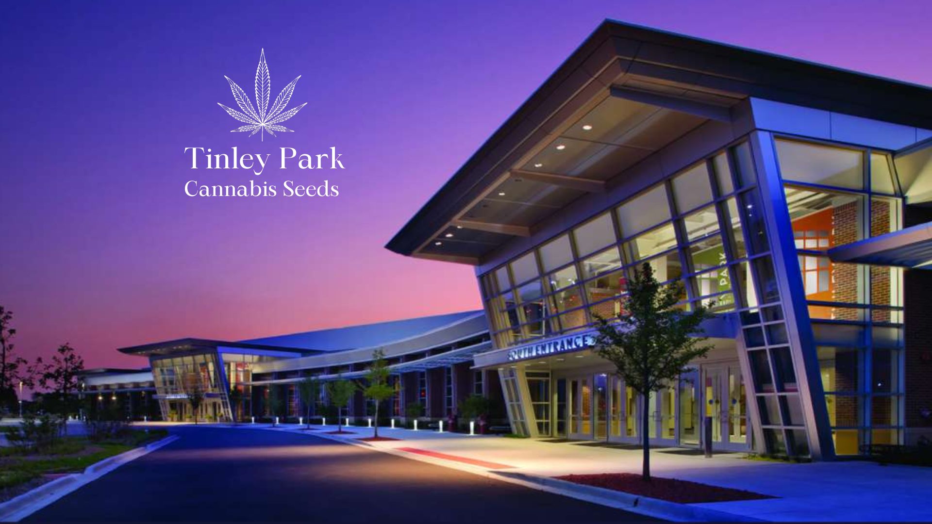 Buy Cannabis Seeds in Tinley Park, Illinois Royal King Seeds Feminized & Autoflowering