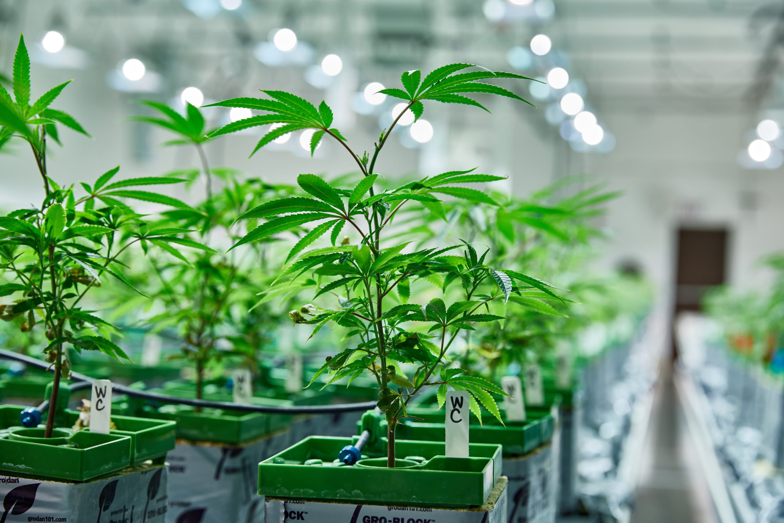Hydroponics: Maximum Control for Medical Cannabis