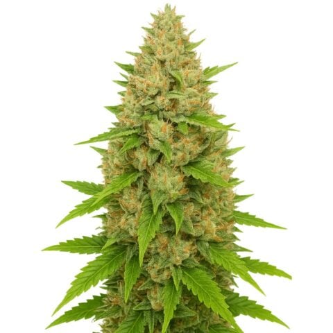 OG Kush lineage