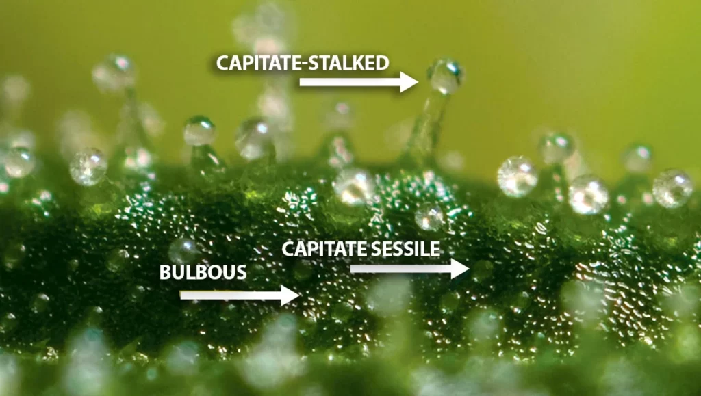 Understanding Trichomes in Medical Cannabis
