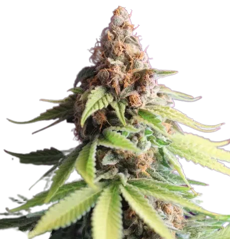 Ace of Spades Cannabis Seeds