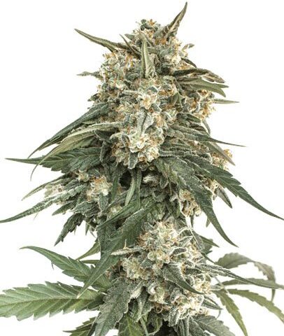 Banana OG cannabis seeds