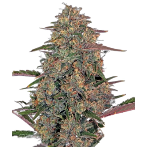 Pineapple Chunk Cannabis Seeds