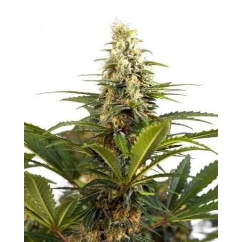 SAGE Cannabis Seeds