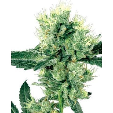 Skunk Kush Cannabis Seeds