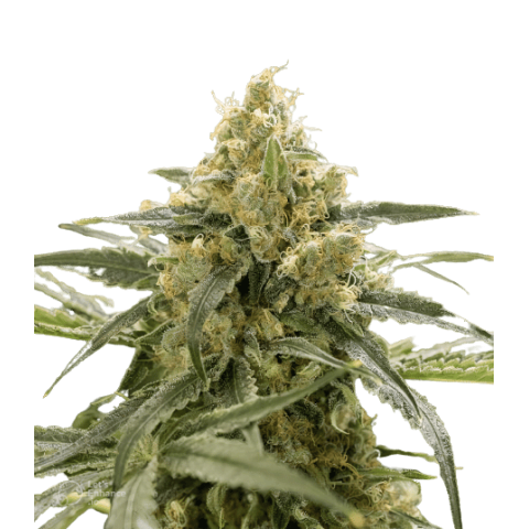 Old School OG Cannabis Seeds