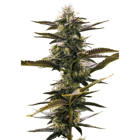 Pink Champagne cannabis seeds